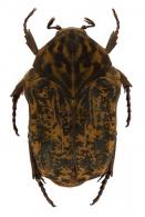 Gymnetis bajula (Olivier, 1789)