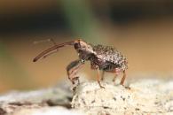 Conotrachelus sp.