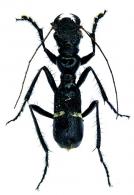 Ctenostoma (Euctenostoma) luctuosum  Chaudoir, 1860