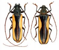 Macrambyx suturalis  (Gory, 1832)  ♂ & ♀