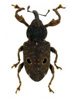 Curculionidae Gen sp118