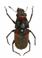 Gymnognathus scolytinus  Jordan, 1904 