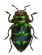 Chrysobothris sp8