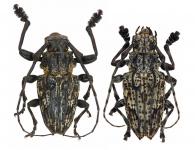 Steirastoma breve  (Sulzer, 1776)  ♂ & ♀