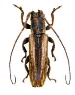Cacostola simplex ? (Pascoe, 1859)