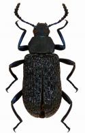 Strongylium sp9