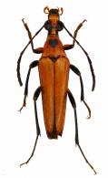 Strangalia ochroptera  (Bates, 1870)