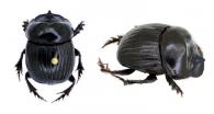 Dichotomius mamillatus (Felsche, 1901) 