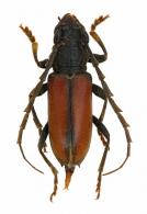 Hamaederus rusticus  (Gounelle, 1909)