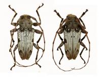 Oreodera albicans  Monné & Fragoso, 1988   ♂ & ♀