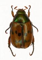 Anomala sp1