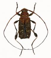 Acanthocinini Gen sp G391