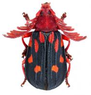 Ctenodes decemmaculata  Olivier, 1807