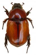 Cyclocephala emarginata  Endrödi, 1966