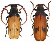 Gigantotrichoderes flabellicornis  Seabra & Tavakilian, 1986 ♂ & ♀