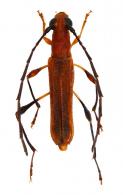 Rhopalophorini Gen sp G453