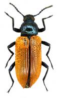 Strongylium sp11
