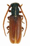 Anobrium fasciatum Galileo & Martins, 2002