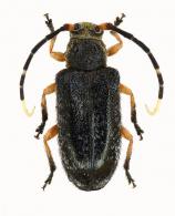Canindea signaticornis  (Buquet, 1857)
