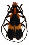 Cosmoplatidius simulans  (Bates, 1870)