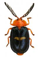 Caloclada fasciata Guérin-Méneville, 1844