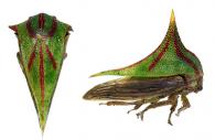 Umbonia spinosa Fabricius, 1775