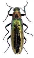 Otocerus sp3