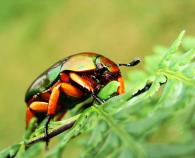 Macraspis pseudochrysis