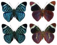 Panacea procilla bleuzeni Plantrou & Attal, 1986  ♂ & ♀