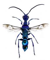 Ampulex angusticolis Spinola, 1841 