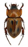 Cyclocephala poncheli  Dechambre & Duranton, 2005