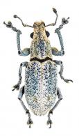 Entiminae Gen sp14