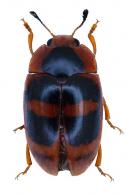Mycotretus nigrivittis Lacordaire, 1842