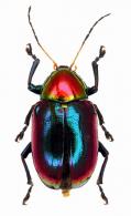 Eumolpinae Gen sp56