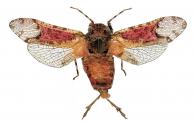 Fulgoridae Gen sp15