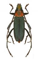 Chrysoprasis punctulata  Bates, 1870