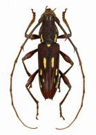 Ambonus distinctus  (Newman, 1840)