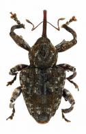 Conotrachelus sp62