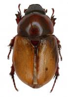 Cyclocephala colasi Endrödi, 1964