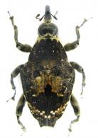 Piazurus caprimulgus  (Olivier, 1807)