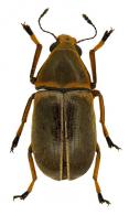 Euparius suturalis Jordan, 1906