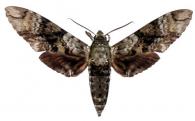 Manduca huascara  (Schaus, 1941)