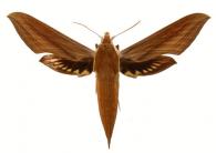 Xylophanes tersa tersa  (Linné, 1771)