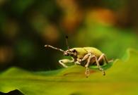 Litostylus diadema