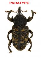 Staseas projectostriatus Rheinheimer, 2017  PARATYPE