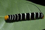 Isognathus swainsonii