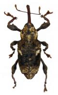 Molytinae Gen sp67