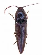 Crepidus emarginatus Candeze, 1859