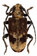 Myoxomorpha funesta  (Erichson in Schomburg, 1848) 
