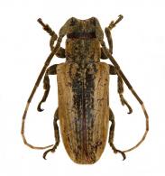 Glypthaga lignosa  Thomson, 1868